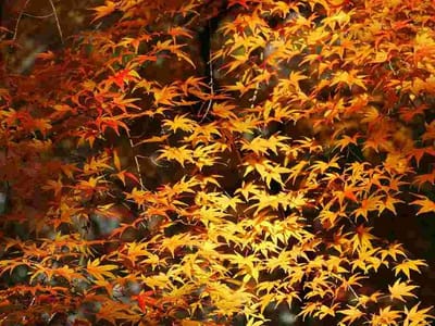 小石川後楽園 の紅葉