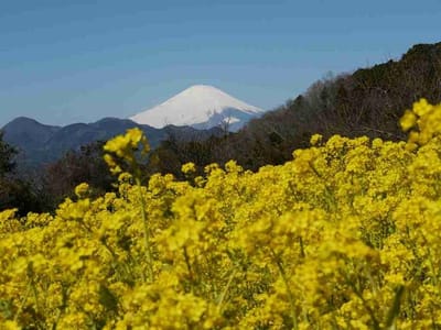 富士見塚の菜の花と富士山とのコラボ