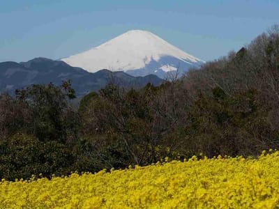 富士見塚の菜の花と富士山とのコラボ
