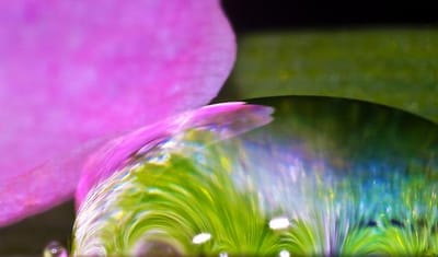 花弁と水滴