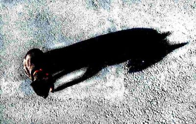 黒猫ショボの影