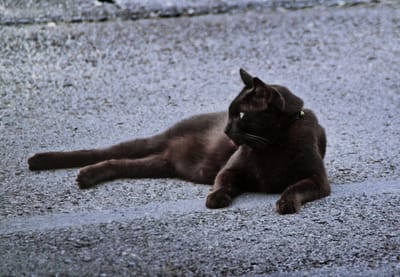 黒猫ショボの夕涼み