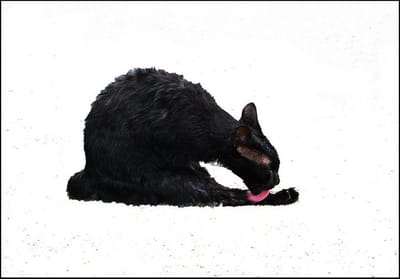 風呂上がりの黒猫ショボ