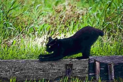 黒猫ショボ　狩りの準備