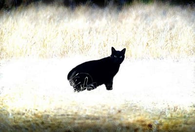 黒猫ショボ