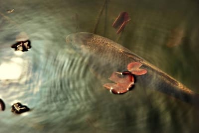 蓮華寺池の鯉