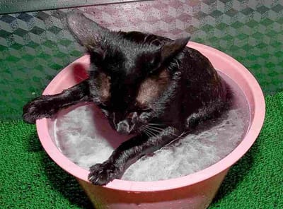 黒猫ショボの行水
