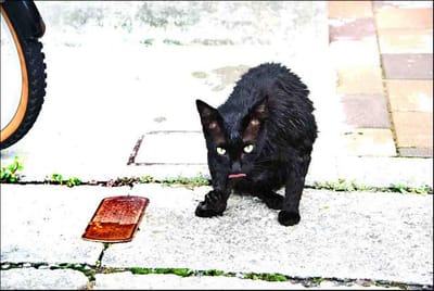 風呂上がりの黒猫ショボ