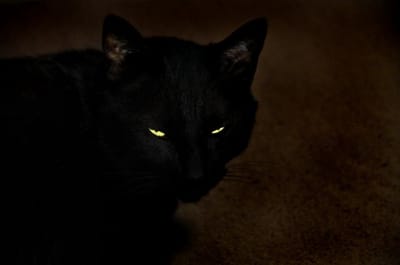 怖い黒猫ショボ