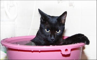黒猫お銀　入浴中