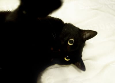 黒猫ショボ１