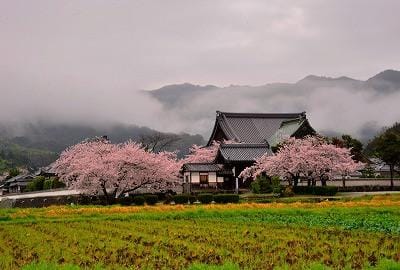 桜と橘寺