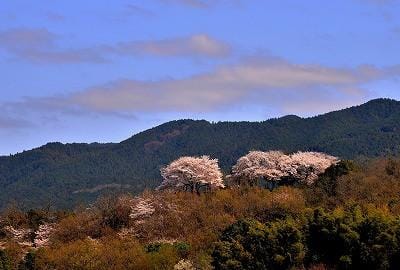 甘樫丘の桜