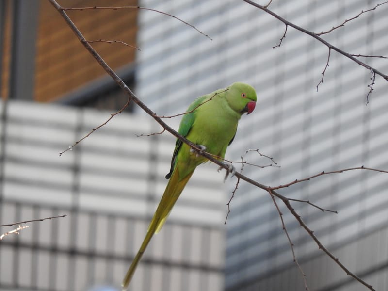 この黄緑色の鳥はいったい 本田さんの日記 趣味人倶楽部 しゅみーとくらぶ