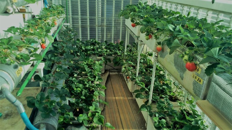 イチゴのベランダ水耕栽培 Tabitabiさんの日記 趣味人倶楽部 しゅみーとくらぶ